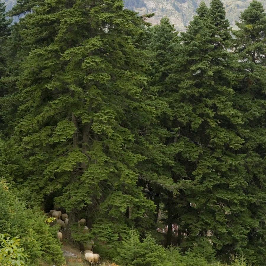 Koutsikouris Hotel Platanakos Dış mekan fotoğraf